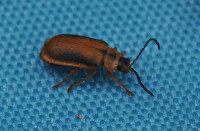 cf-Galerucella calmariensis